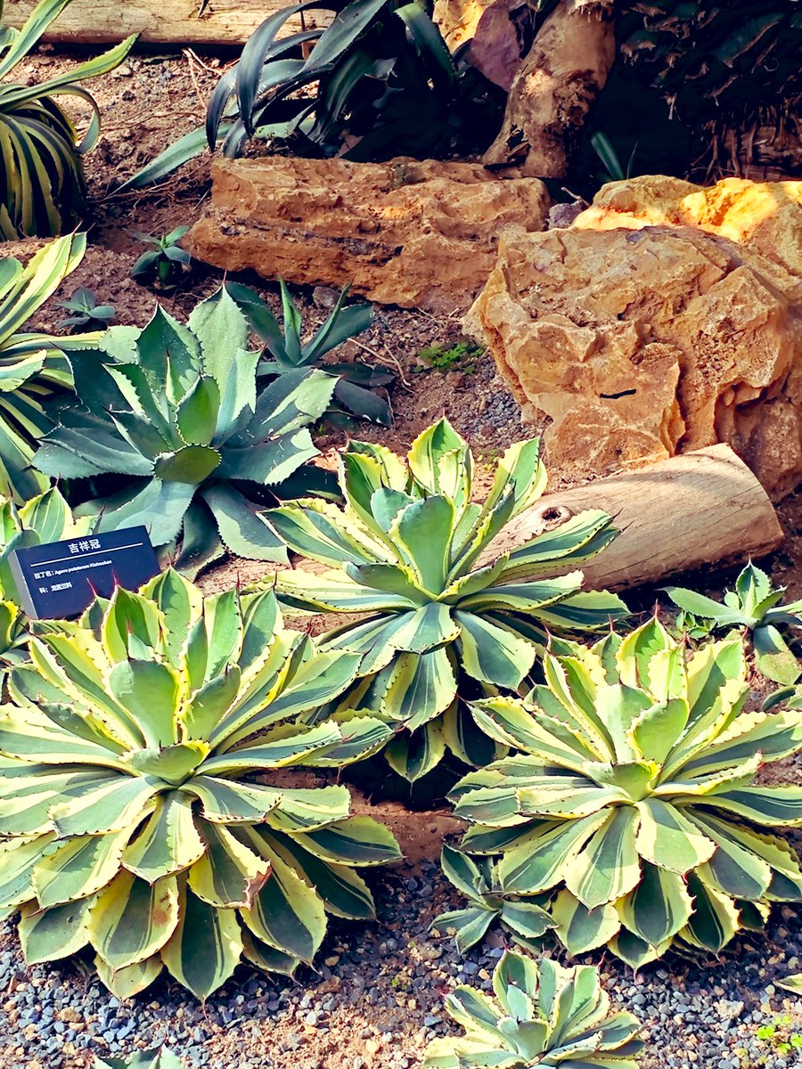 david_andrew123's tweet image. Every plump leaf is a answer sheet that succulents write to time, responding to every storm with tenacity.🌳🌳🌳