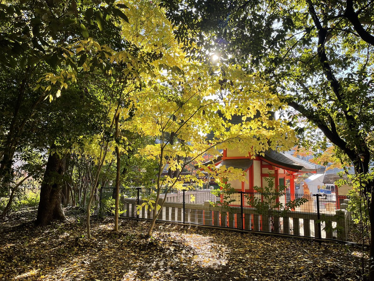 sf_solaris's tweet image. 3日間秋晴れでした