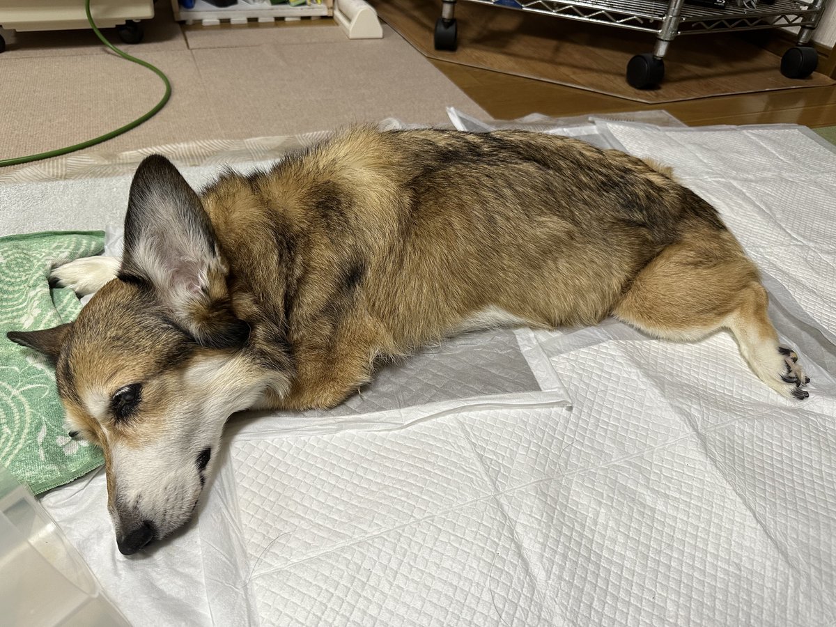 sz_code500's tweet image. おはようございます。 #corgi