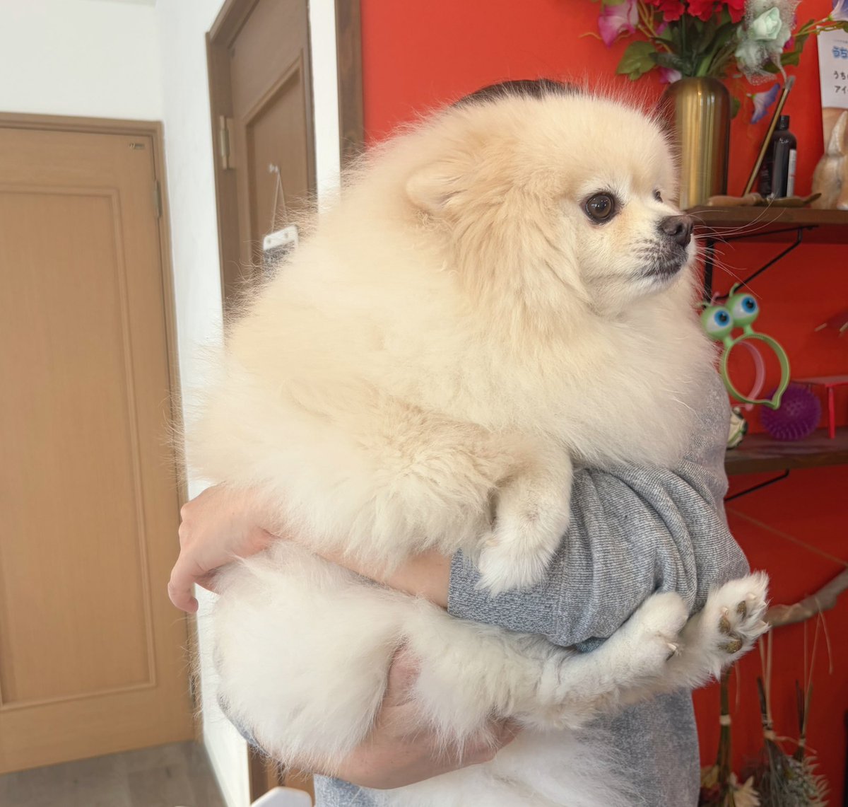 緊張して足そろってた。

#トリミングデイ