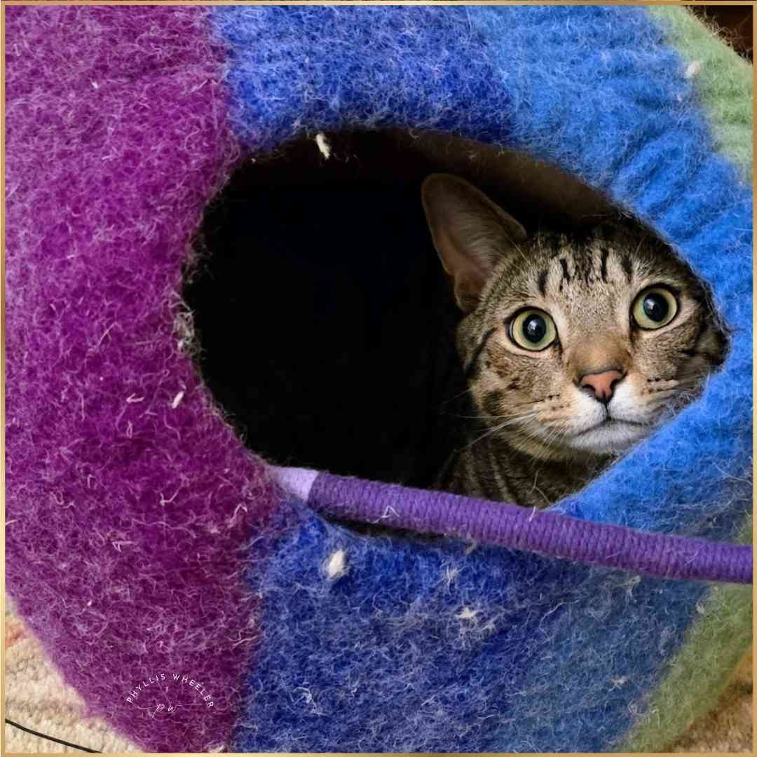 joyful_progress's tweet image. Happy Caturday and weekend from Tiger and me!

He delights in his rainbow cat bed.

Cats bring me so much joy.
