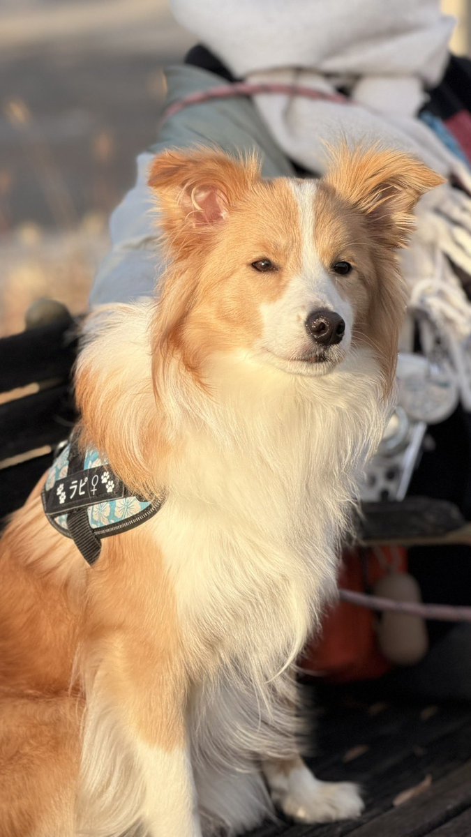 昨日の美しい顔を載せてなかったのぜ