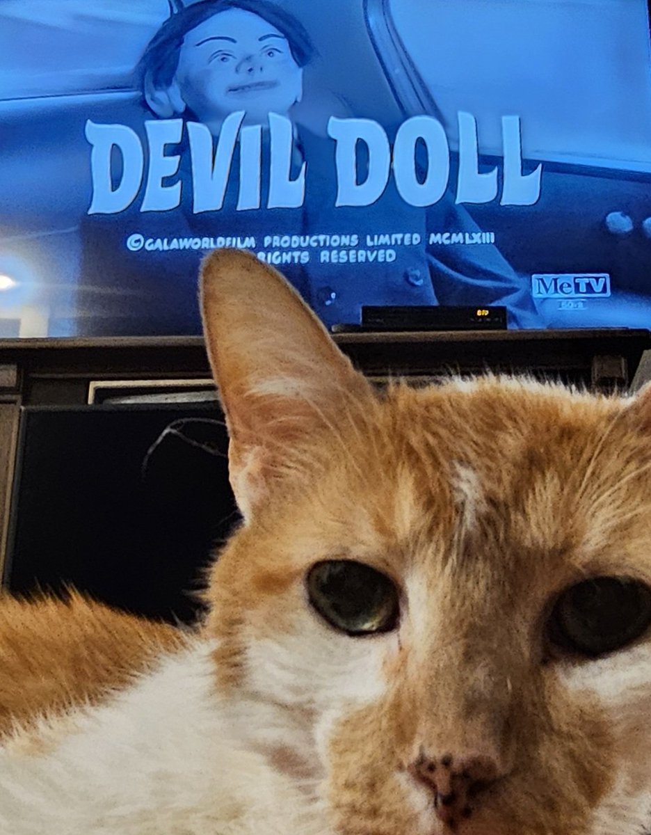 INSHomeService's tweet image. thanks to #svengoolie and #DevilDoll the cat just chased someTHING out of the house and I think it was wearing a suit.