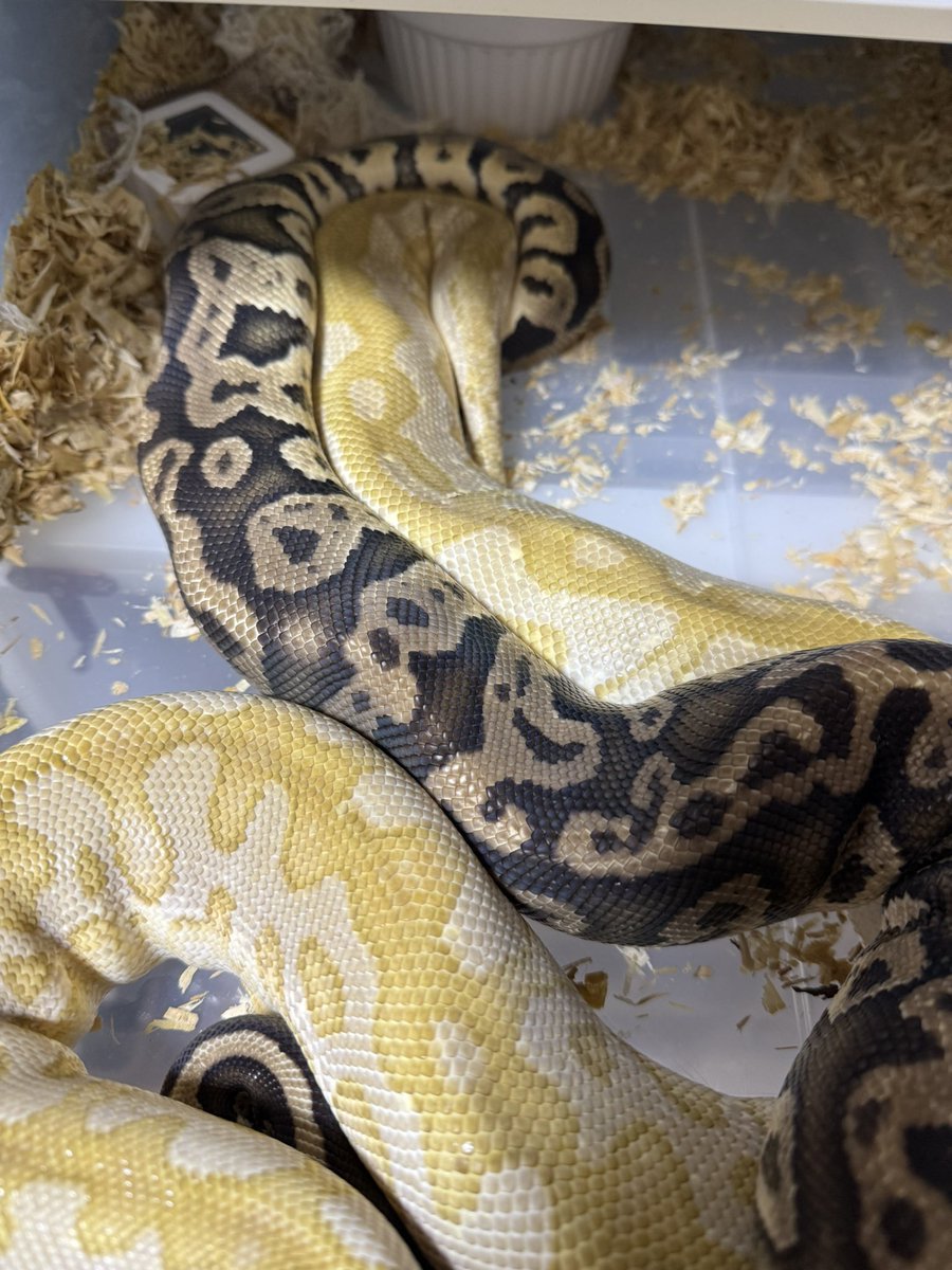 MKK36551722's tweet image. 指切り🤞順調！

1.0 Pastel Confusion het Clown × 0.1 Lesser SN Clown

#vbp
#IRESReptiles
#ボールパイソン