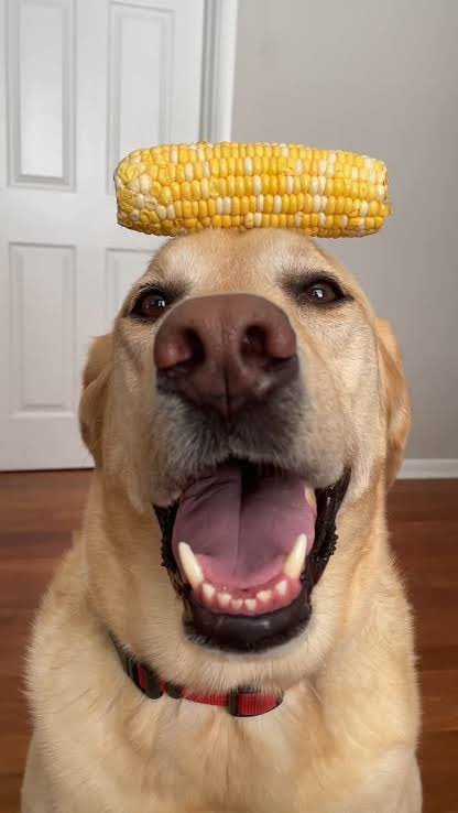 Nintendo after naming one of the greatest orchestrated songs of the 20th century “Gusty Garden Galaxy”