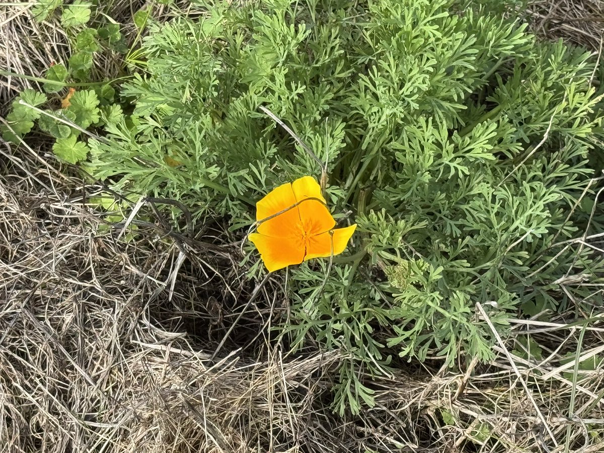MappingThePath's tweet image. Nice walk along the coastal trail south of Glass Beach in Fort Bragg, California, today #travel