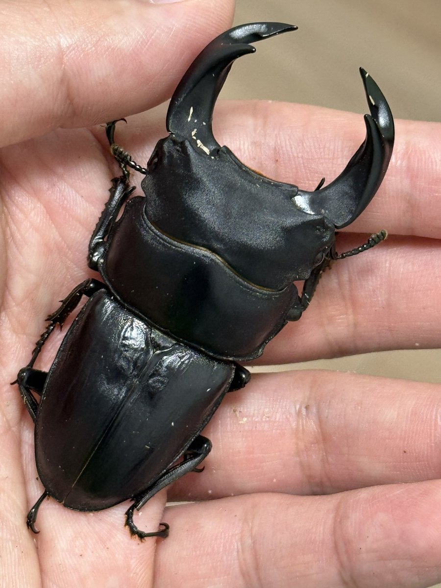 ぎゃわぎゃわさんページ てっぺー@HABカブクワチャンネル (@ok_lq7dz) / Posts / X