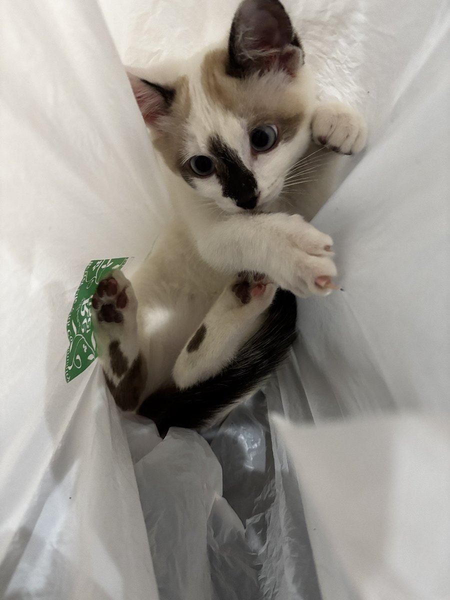 さっちん様☆専用ページ さっちん🐒 (@sachi_7744) / Posts / X