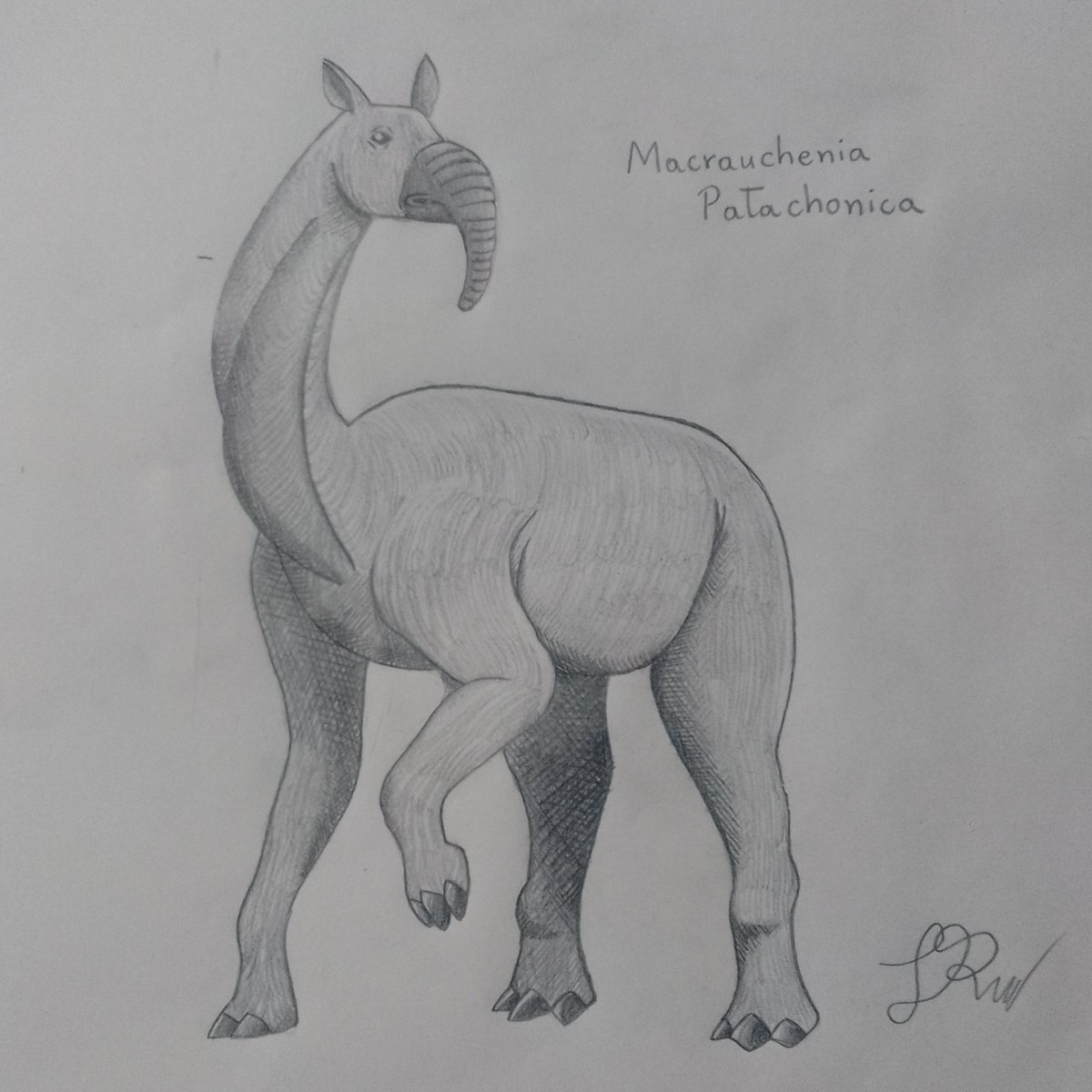 ElKomasanTroll's tweet photo. Día 28 del Dinoviembre - Macrouchenia
De todas las creaciones de Dios está es sin duda el más feo y soso de todas las eras, incluso actualmente existe otro animal con nariz igual
#Art #traditionalart #paleoart #dinoviembre2025 #dinoviembrefosil2025 #elfosilviviente #macrauchenia https://t.co/cq815jqkRV