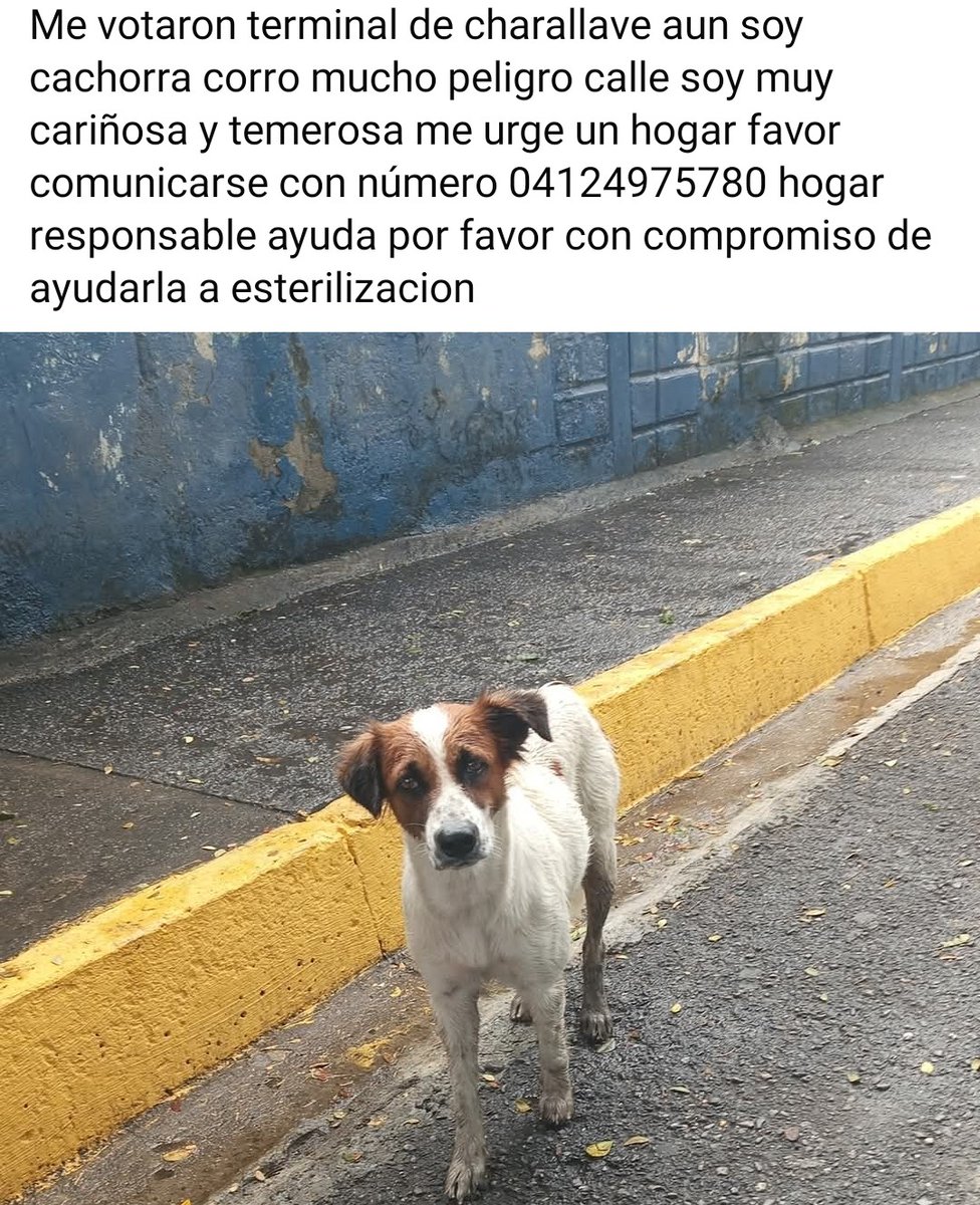 Caso de terceros. Necesita un hogar temporal o definitivo URGENTE
