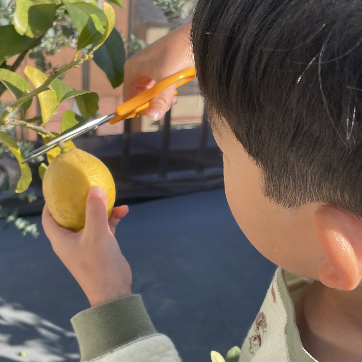 ibushiginnan's tweet photo. 収穫🍋 https://t.co/FDQNg0Lhy2