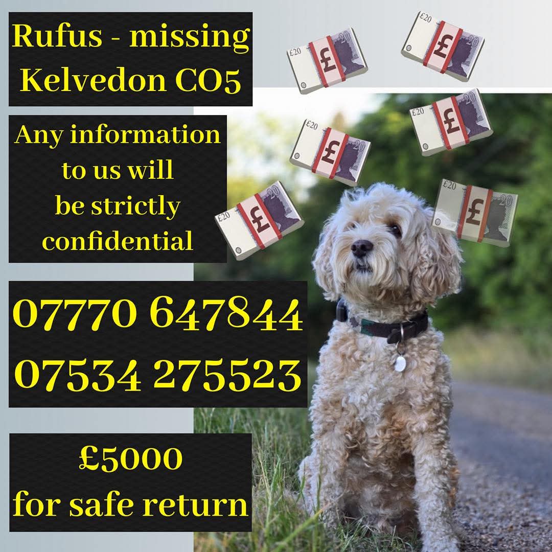 MissingPetsGB's tweet image. Rufus family are dreading #christmas without their boy💔

Rufus was stolen from #Kelvedon #Essex
Rufus &amp;amp; his family have suffered enough, it&apos;s time Rufus was allowed to come home
Please share, let&apos;s remind dog thieves we aren&apos;t going away &amp;amp; won&apos;t give up on Rufus #stolendoghour