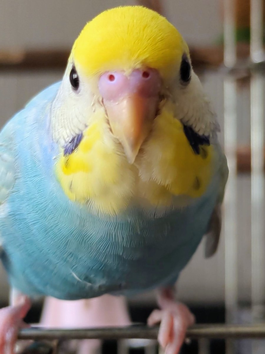 ★とりちゃん様♥️専用ページ★ とりちゃん