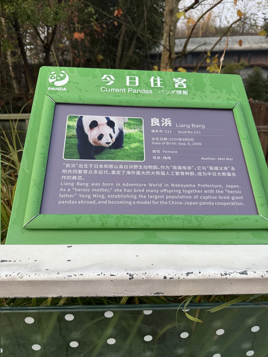 xia_lemon's tweet image. 良浜妈妈来新区明月馆入住了☺

#panda #良浜