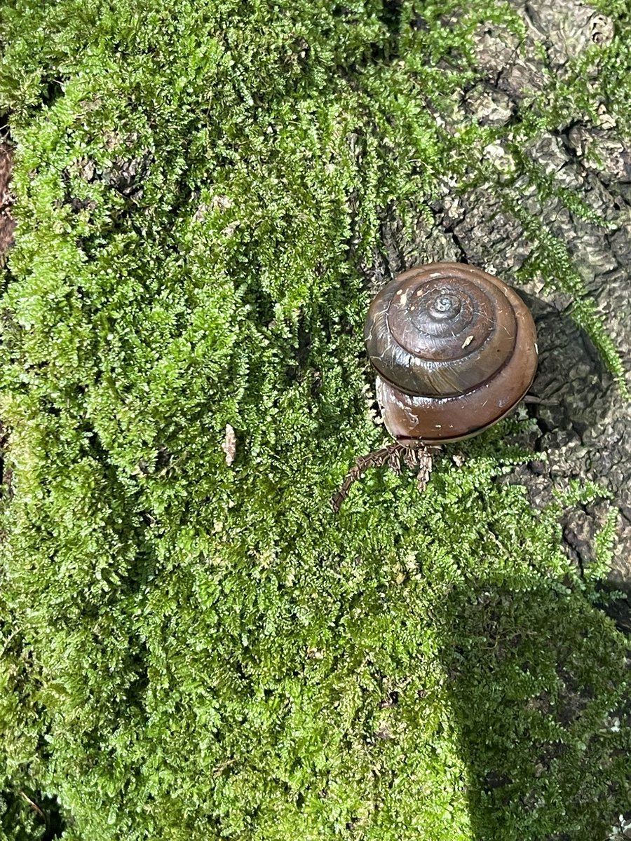 見かけたのは この死貝だけ。