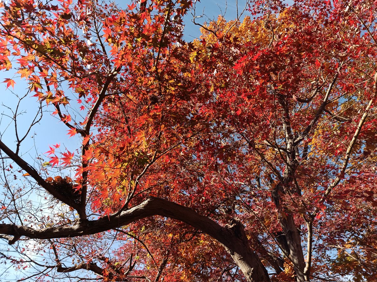 Tallowick's tweet image. Absolutely gorgeous autumn colours in my town!