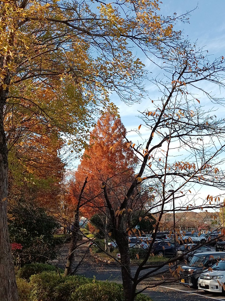 Tallowick's tweet image. Absolutely gorgeous autumn colours in my town!