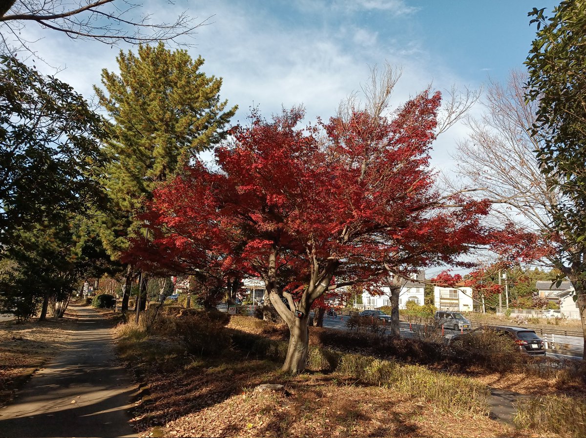 Tallowick's tweet image. Absolutely gorgeous autumn colours in my town!