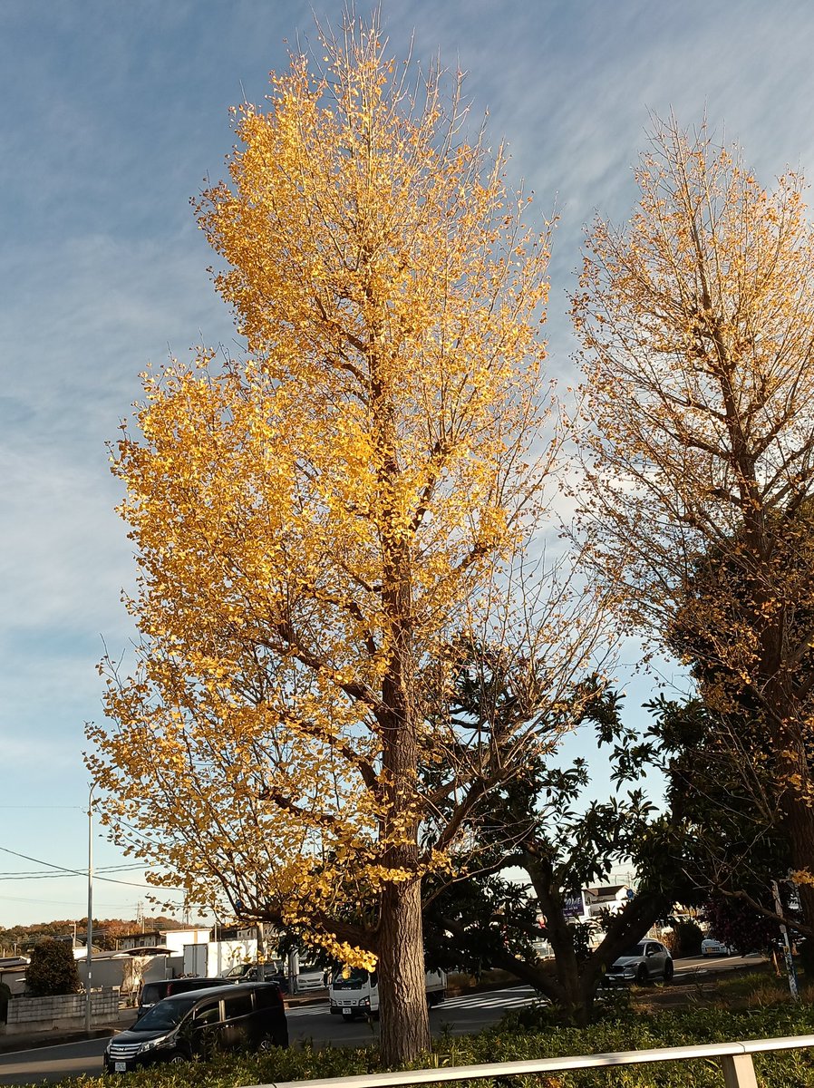 Tallowick's tweet image. Absolutely gorgeous autumn colours in my town!