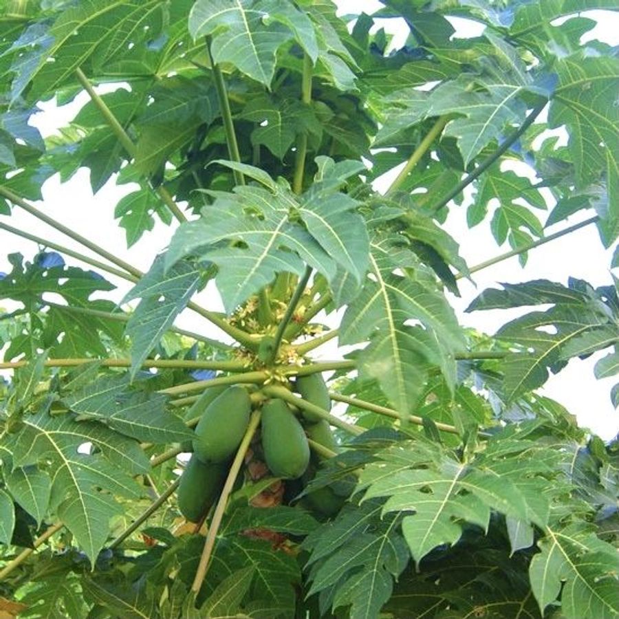 GaonPrahari's tweet image. क्या डेंगू फीवर का इलाज पपीते के पत्तों में है?

​पपीते के पत्तों का रस, जिसे Papaya Leaf Extract भी कहा जाता है, पारंपरिक रूप से Thrombocytopenia यानी Platelet Count की कमी को दूर करने के लिए इस्तेमाल किया जाता रहा है। 

इसके पीछे का विज्ञान (Science) बहुत दिलचस्प है। Scientific…