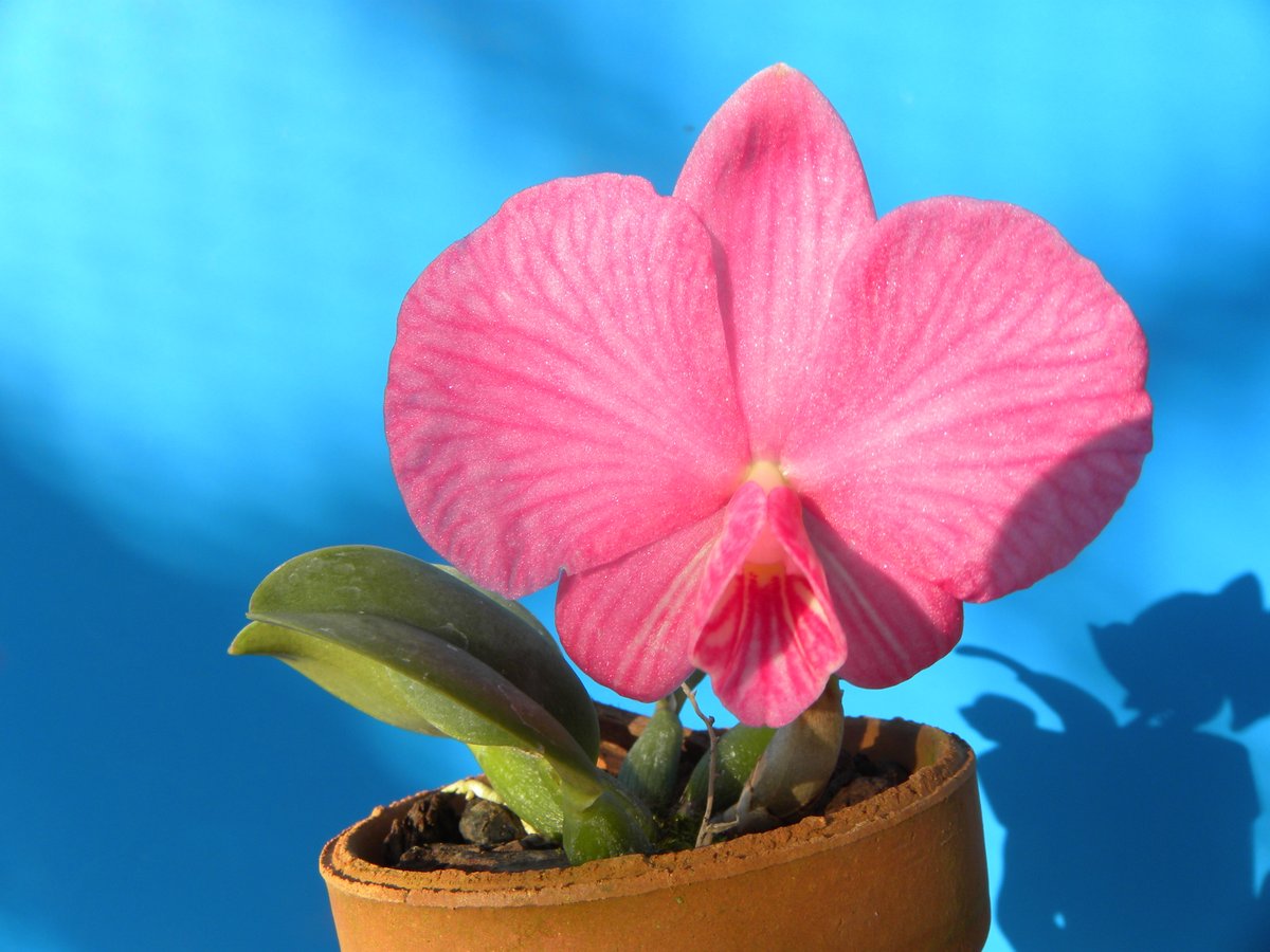 Cattleya wittigiana x sib.

今日の手乗り

無事に開花