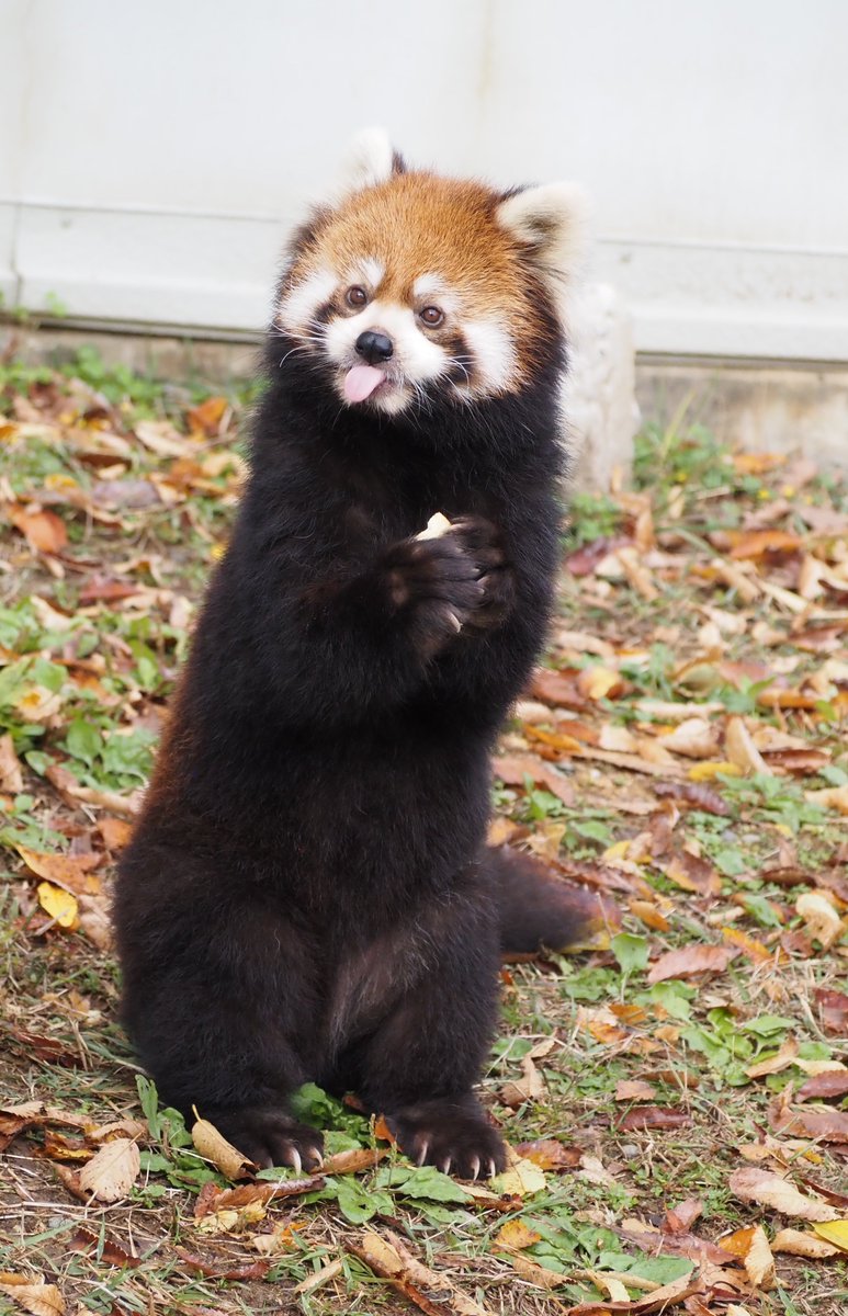 ぱん太郎 (@pantarou0141) / Posts / X