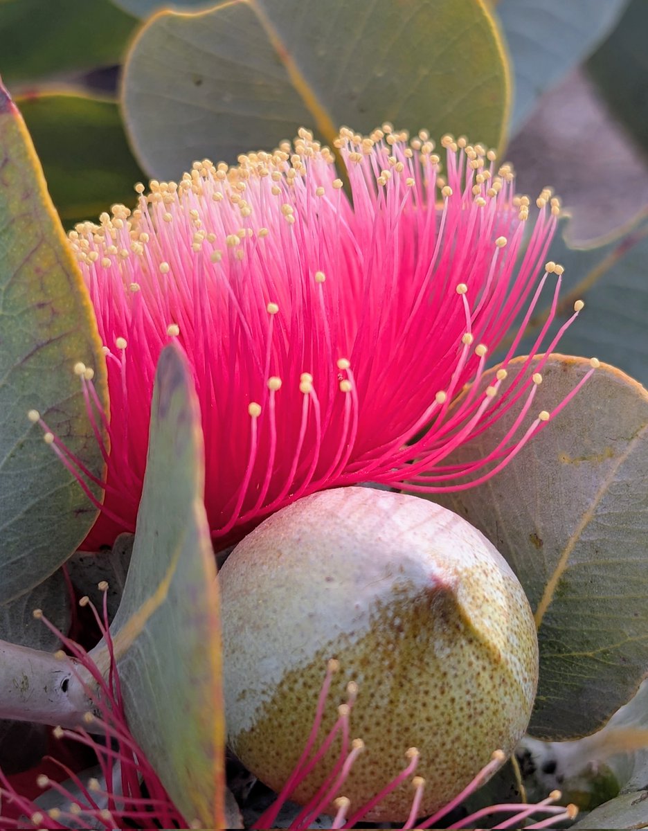 KiLeRaD's tweet image. Good morning from my garden