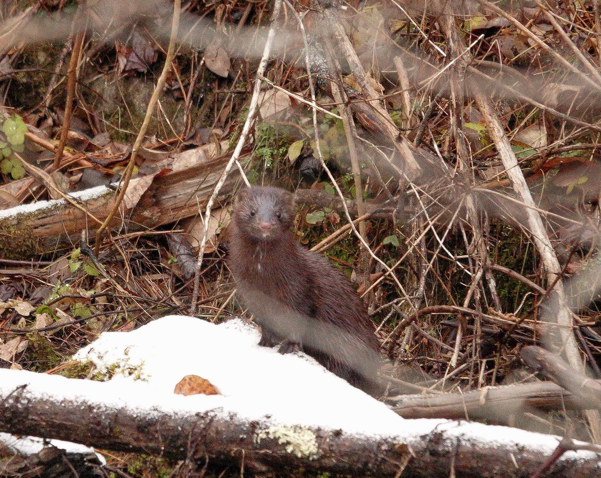 Vermont Paddle Pups tweet media