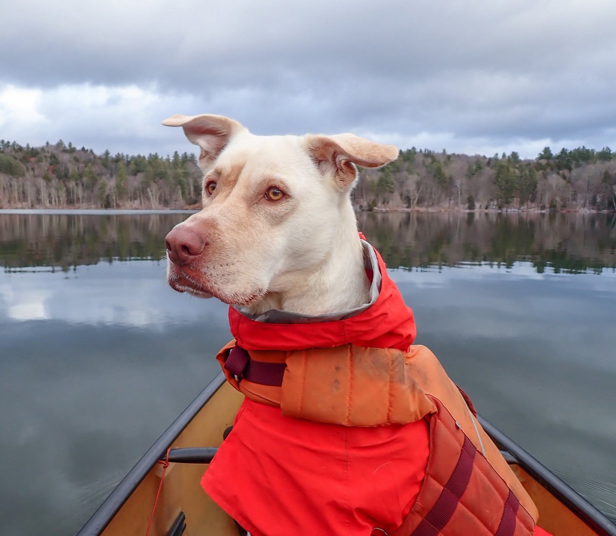 Vermont Paddle Pups tweet media