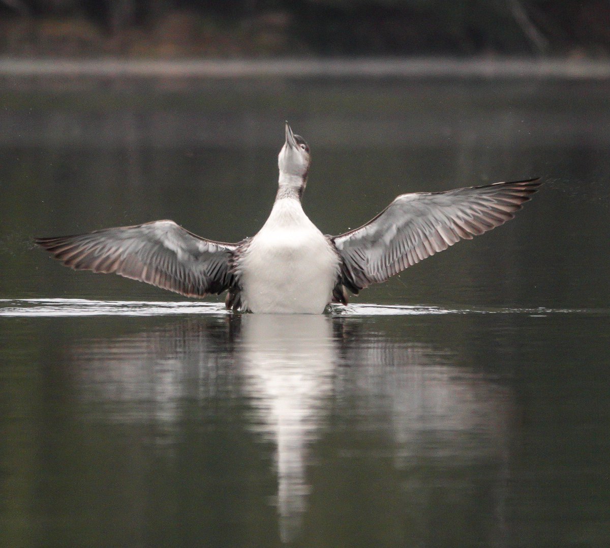 Vermont Paddle Pups tweet media