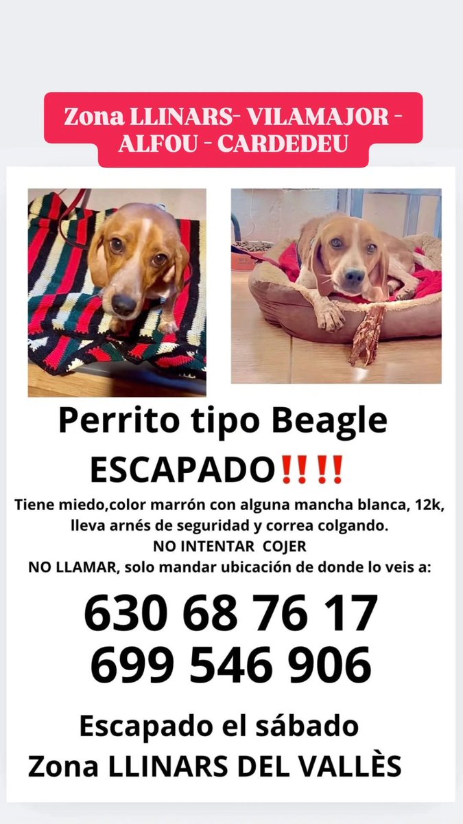 mtmonicaMimi's tweet photo. 👉Faig Difusió
🆘 ES BUSCA ZONA #LLINARS del Vallès 🆘
📣Màxima Difusió 📣
#FemXarxa
#GossosPerdutsTrobatsValles
@AjuntamentLlinars
#XarxaAnimalsPerdutsTrobatsBarcelona https://t.co/9qphHvmkI9