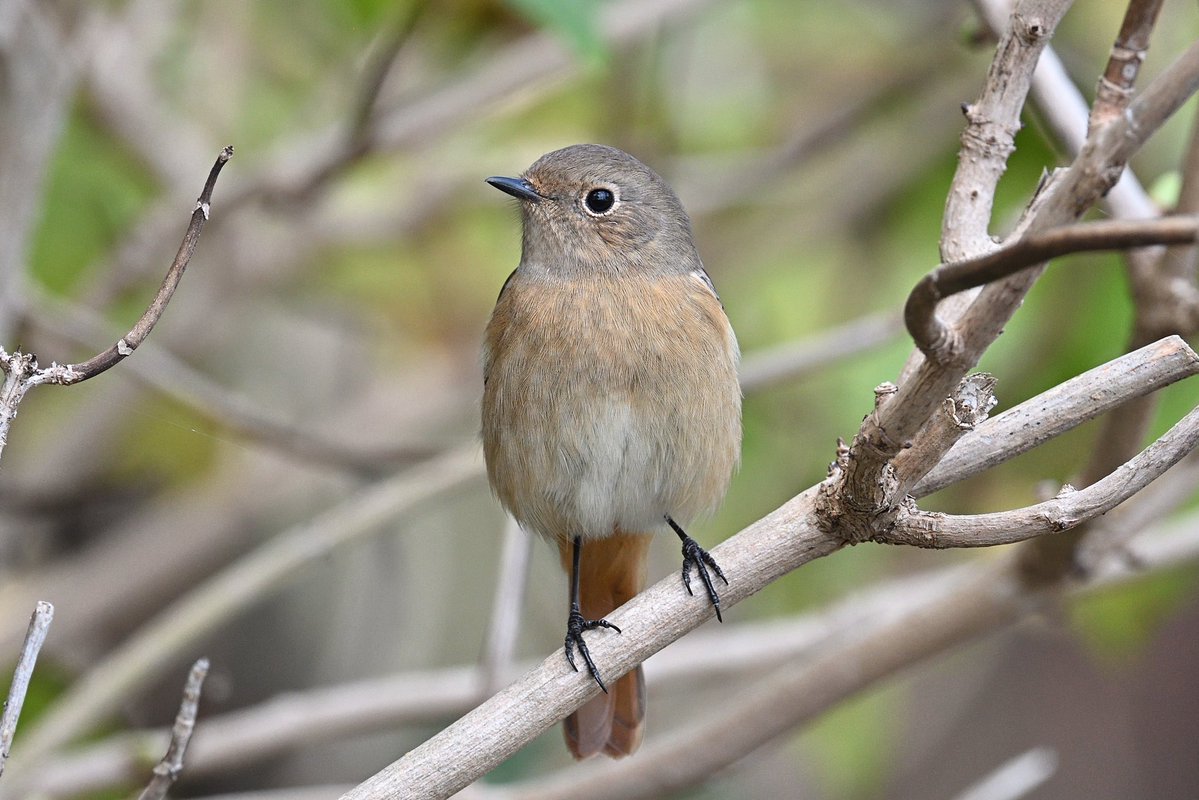 joytori (@joytori2) / Posts / X