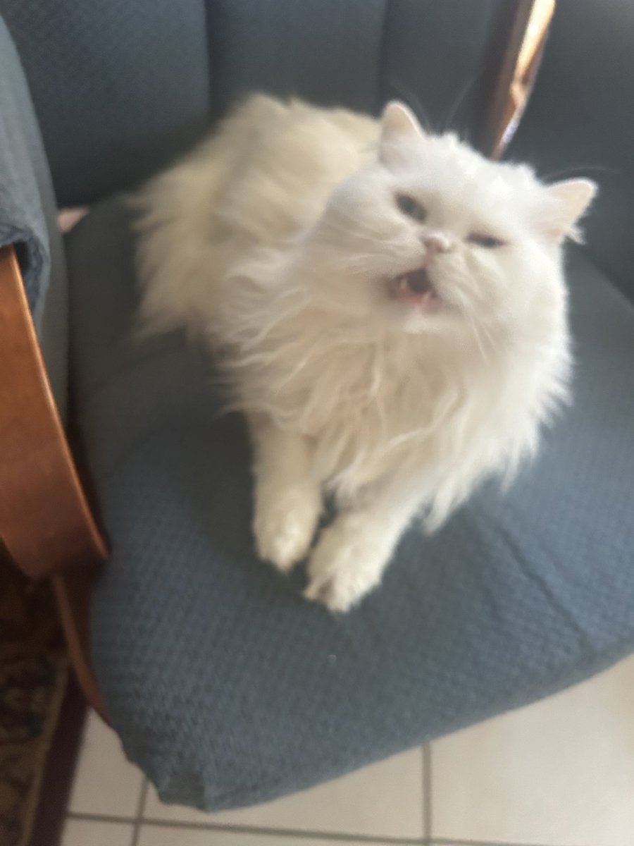 d1v1n3yay's tweet image. having so much fun at my great grandmas it’s christmas here !!