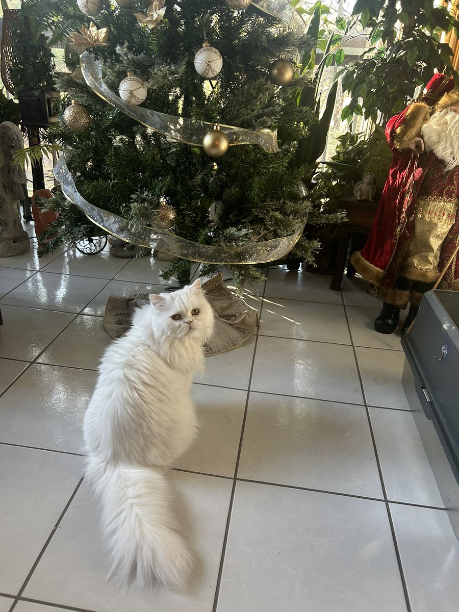 d1v1n3yay's tweet image. having so much fun at my great grandmas it’s christmas here !!