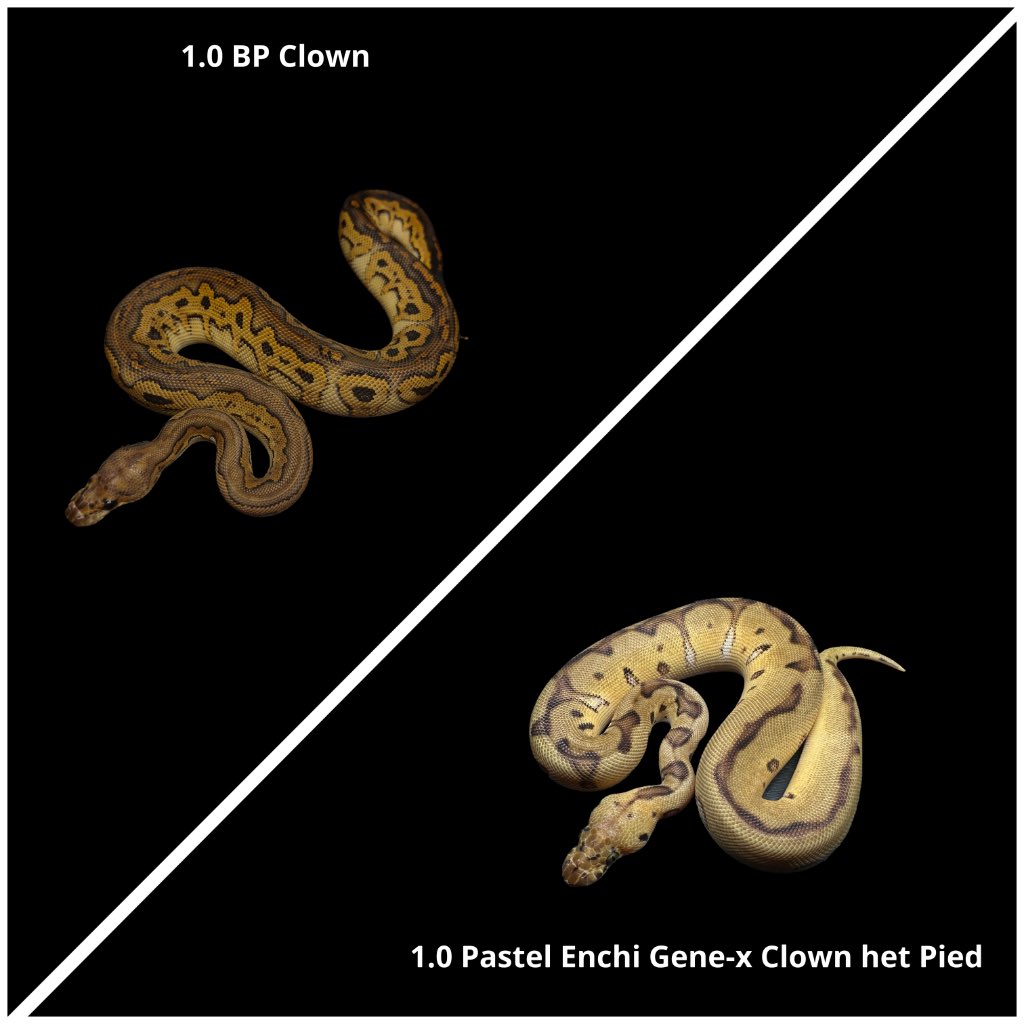 chefqanaguma's tweet image. Precious販売個体

1.0 BP Clown
¥60,000

1.0 Pastel Enchi Gene-x Clown het Pied
¥60,000

Yellow Benjamin
@Dnasty0014Y3l 

#YBCB
#BallPython
#ボールパイソン
#prcs25