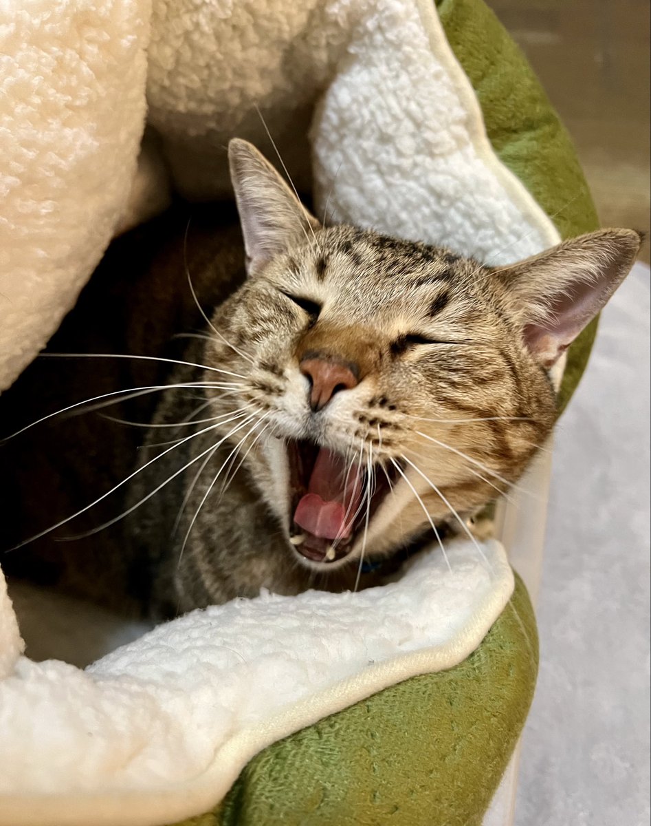 とらまる 猫の『とらまる』🐈 (@222nikukyu) / Posts / X