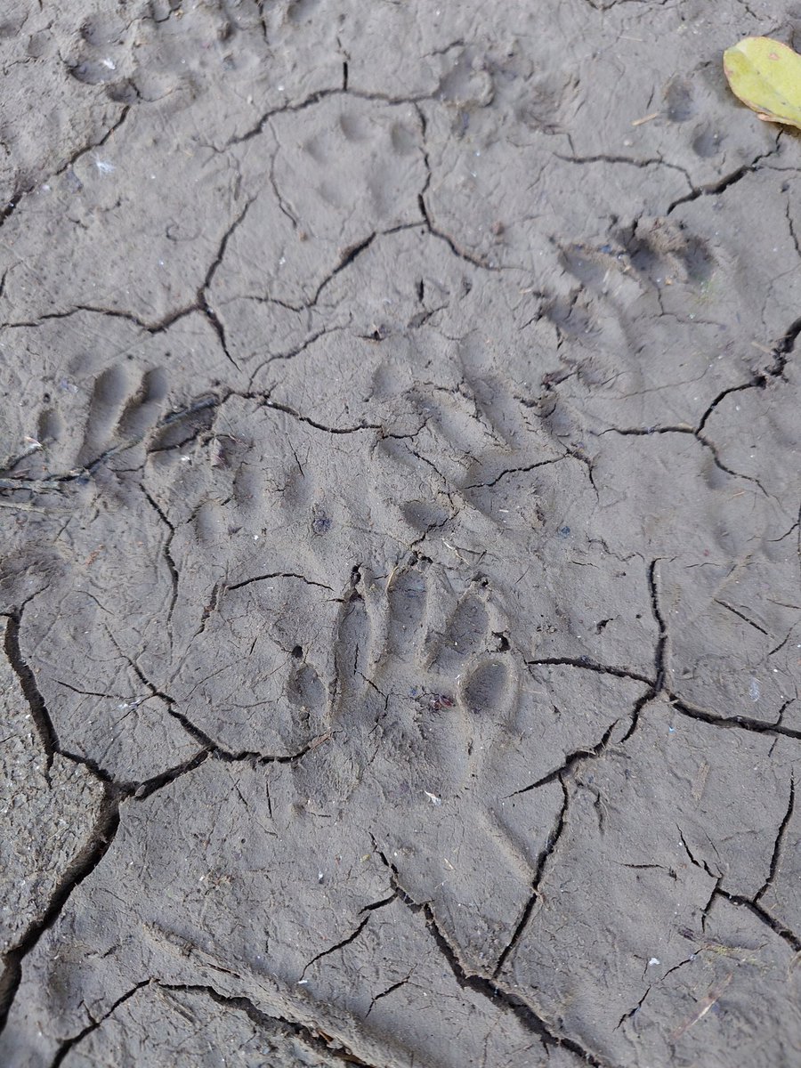 ftafyapm's tweet image. おはようございます☀川散歩🚶‍♀️👣⸒⸒🦉梟が飛び去り対岸で鳴いてる🎶(*´ω｀*)
#自然好き