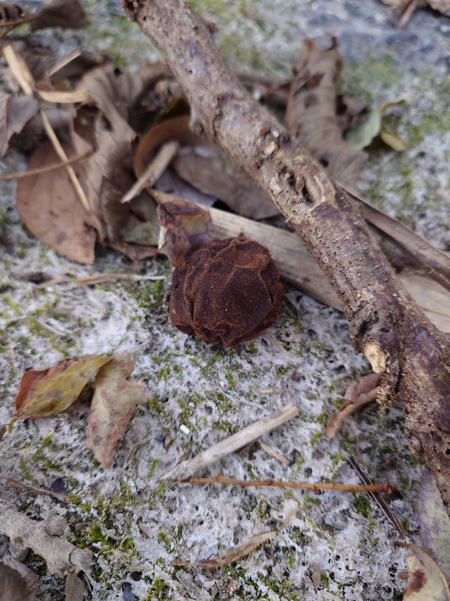 ftafyapm's tweet image. おはようございます☀川散歩🚶‍♀️👣⸒⸒🦉梟が飛び去り対岸で鳴いてる🎶(*´ω｀*)
#自然好き