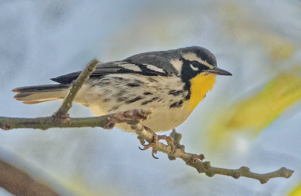 EJ Bartolazo tweet media