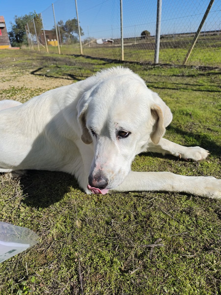 #FUJUR
Nuestro guapetón ha sido rescatado de un horrible lugar muy delgado y asustado pero en una semanita que lleva con nosotros está recuperando su peso y su ánimo .
Es tranquilo y bonachón, le ayudamos a encontrar hogar responsable ?
adopcion.lasanimal@gmail.com