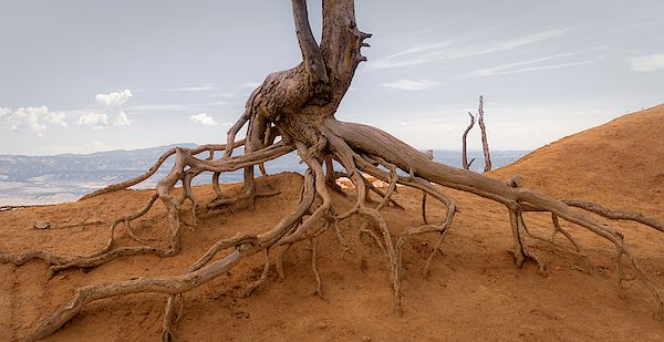 DebraMartz's tweet image. Walking Tree - Bryce Canyon - Utah Tote Bag by Debra Martz fineartamerica.com/featured/walki…

#WalkingTree #unique #tree #roots #holdingOn #BryceCanyon #RimTrail #nature #different #photography #buyintoart #totebag #giftIdeas #ChristmasGifts