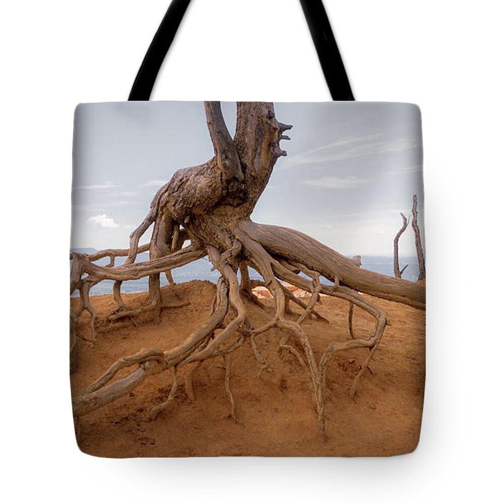 DebraMartz's tweet image. Walking Tree - Bryce Canyon - Utah Tote Bag by Debra Martz fineartamerica.com/featured/walki…

#WalkingTree #unique #tree #roots #holdingOn #BryceCanyon #RimTrail #nature #different #photography #buyintoart #totebag #giftIdeas #ChristmasGifts