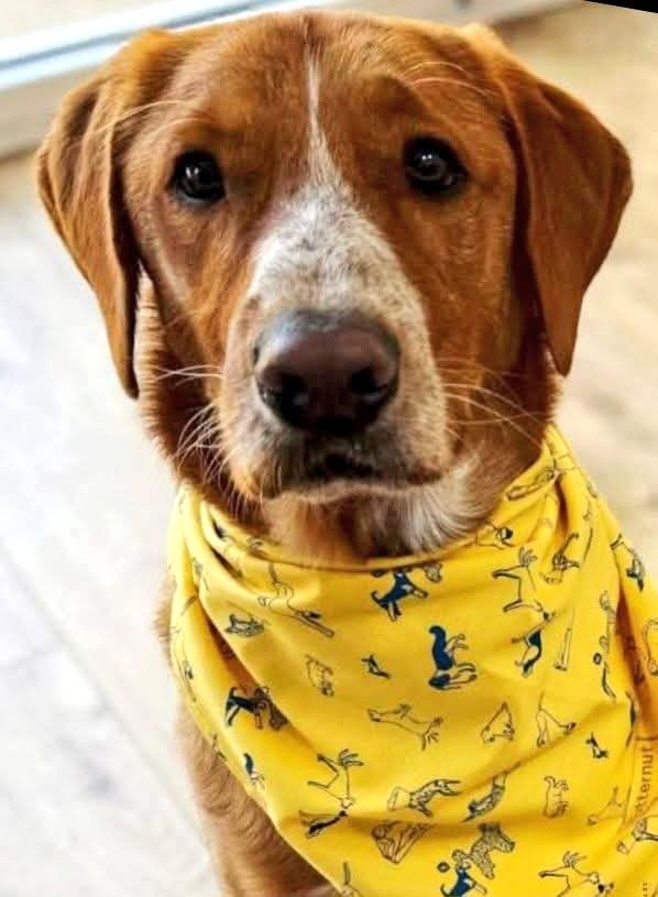 💙💙💙GORGEOUS BOY OSCAR LOOKING FOR AN URGENT FOSTER OR FOREVER HOME💙💙💙

❤️❤️🥹WHO IS LOOKING TO ADOPT OR FOSTER A VERY GOOD BOY?? 🥹❤️❤️

Oscar is just the most gentle, perfect boy. He has lived in a loving home for over two years now and he is used to all aspects of family