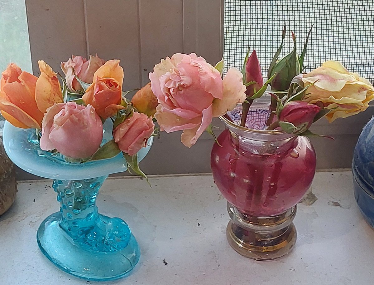 Thanksgiving Weekend fresh garden roses 🌹