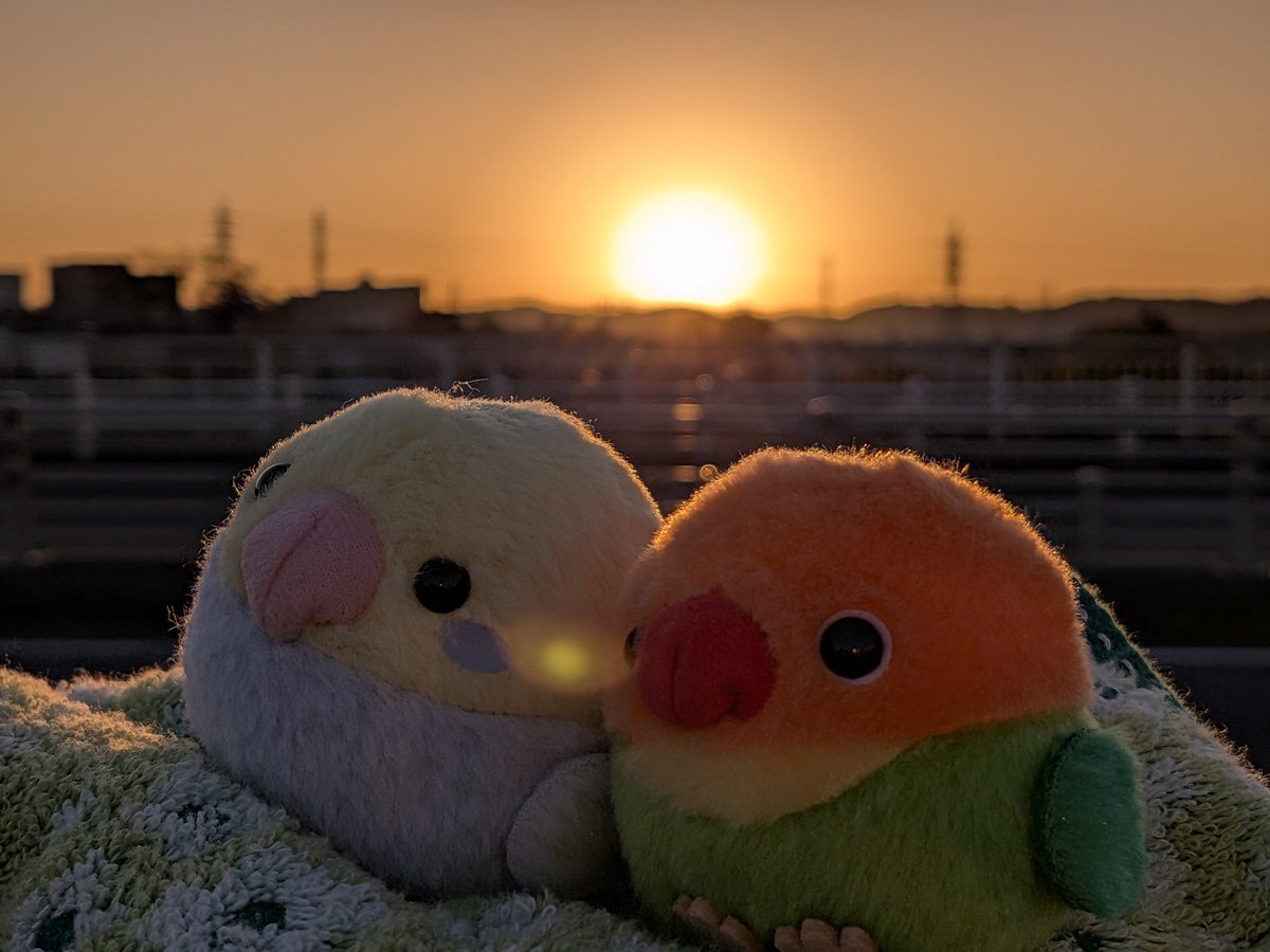 まめたん (@lapin145) / Posts / X