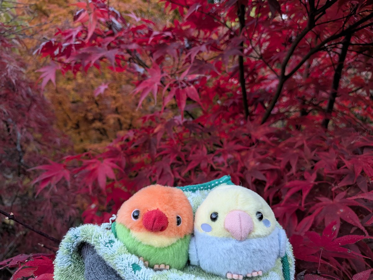 まめたん (@lapin145) / Posts / X