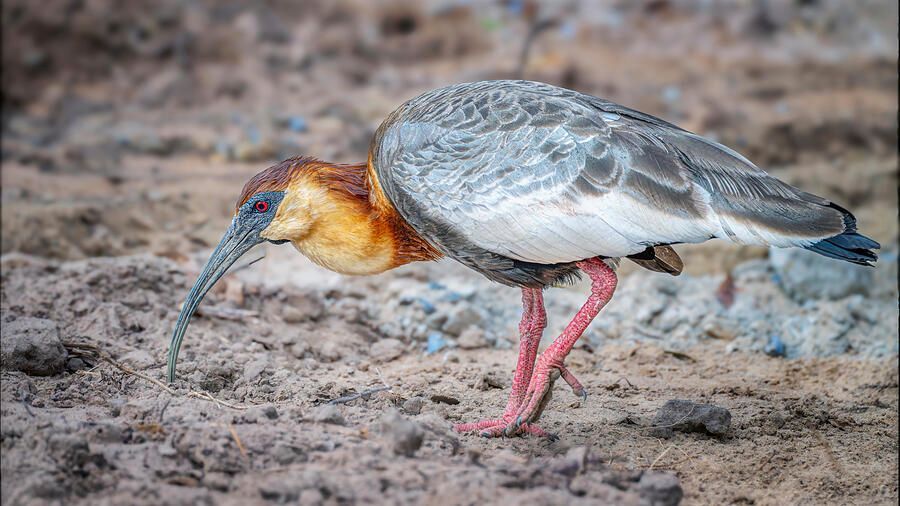 joancarroll's tweet image. Buff Necked Ibis Pantanal Brazil! buff.ly/3DFlXAZ #ibis #buffneckedibis #bird #birdphotography #wildlife #wildlifephotography #pantanal #brazil #animals #nature #southamerica #feeding #plumage #redeye #giftideas #wallart #artforsale @joancarroll