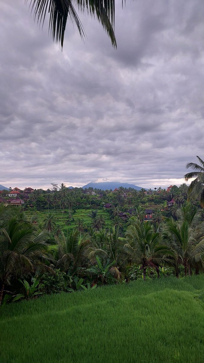 Baltonara's tweet image. Ketutupan pohon