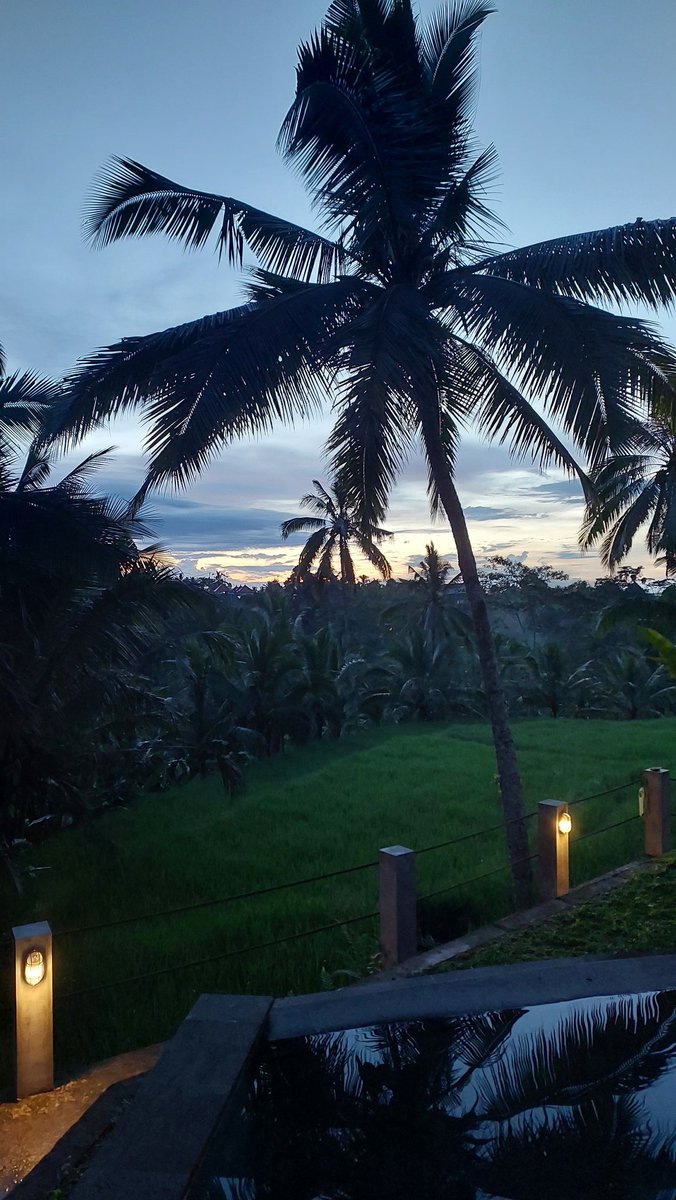 Baltonara's tweet image. Ketutupan pohon