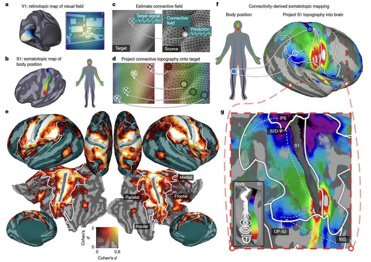 「他者を見るだけで脳の触覚マップが視覚野に広がる」
Nature
  
･ fMRIで視覚と触覚の地図が脳内で整列していることを発見
･ 手顔足などの体部位マップが視覚野に出現
･ 人物が映る動画で触覚マップ反応が増強
･ 他者を見ると、共感・理解を支える仕組みが明らかに
 
nature.com/articles/s4158…